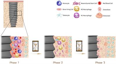 Frontiers | Role Of Hippo-YAP Signaling In Osseointegration By ...